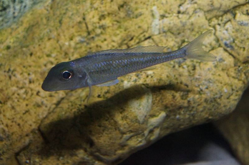 Asprotilapia leptura 'Cameron Bay'